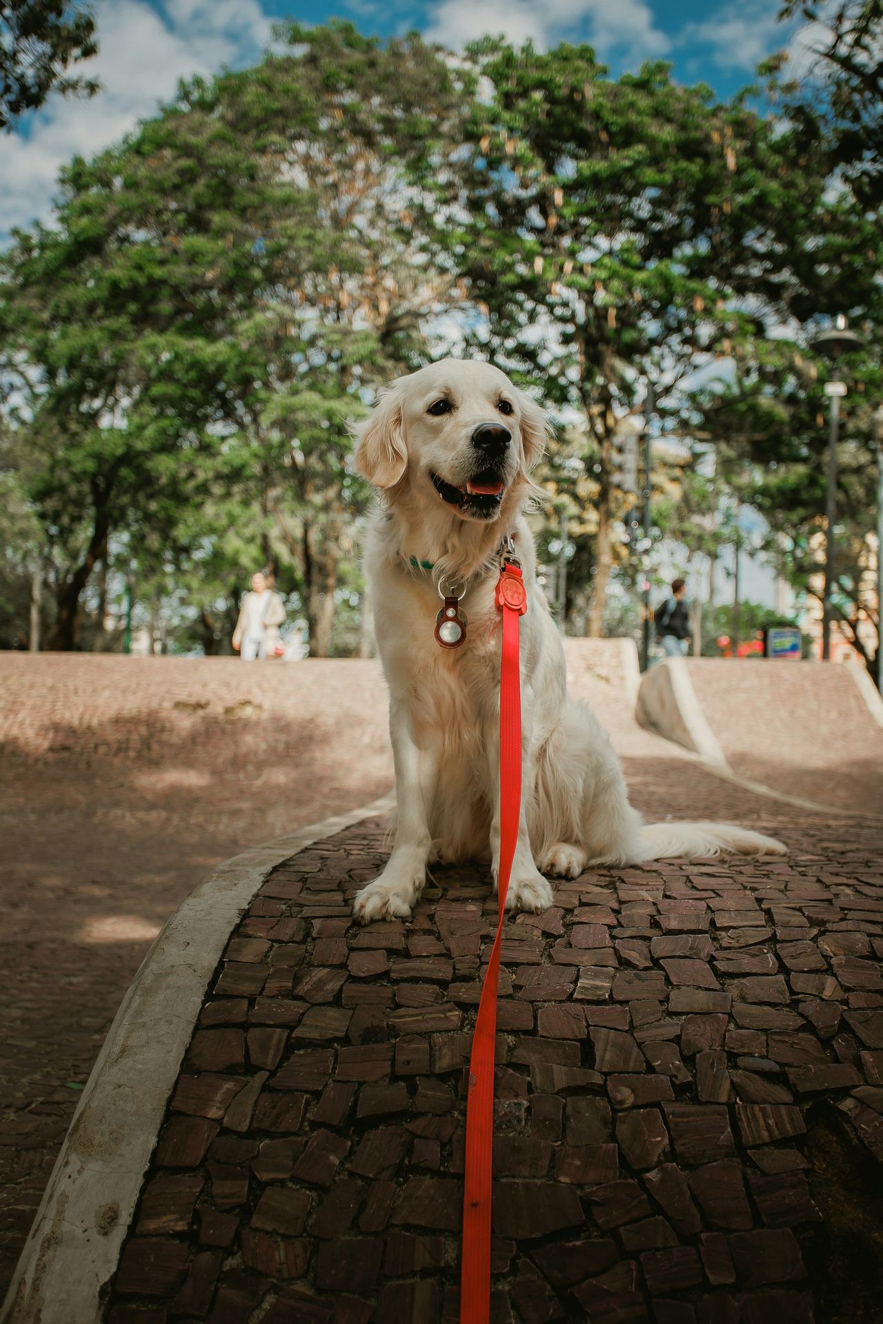 A happy golden retriever sits on a textured surface outdoors.